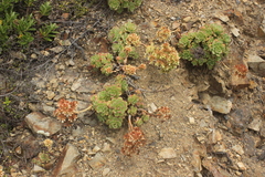 Aeonium haworthii