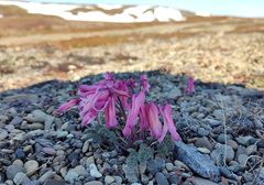 Dicentra peregrina