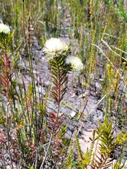 Melaleuca capitata