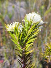 Melaleuca capitata