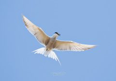 Sterna hirundo longipennis