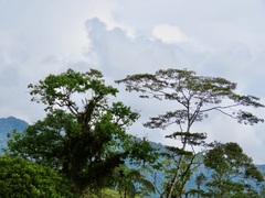 Erythrina poeppigiana