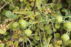 Linum monogynum monogynum