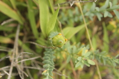 Linum monogynum monogynum