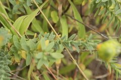 Linum monogynum monogynum