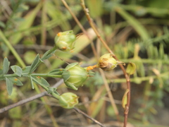 Linum monogynum monogynum