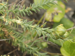 Linum monogynum monogynum