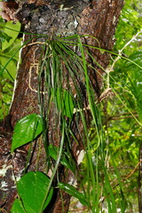 Haplopteris elongata