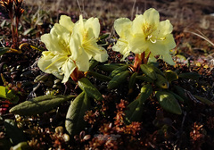 Rhododendron aureum