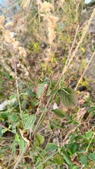 Achyranthes