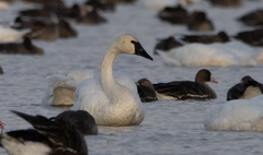 Cygnus columbianus columbianus
