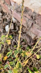 Achyranthes