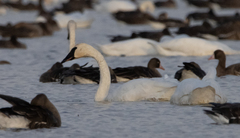 Cygnus columbianus columbianus