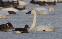 Cygnus columbianus columbianus