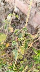 Achyranthes
