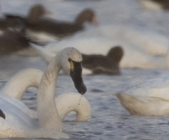 Cygnus columbianus columbianus