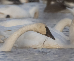 Cygnus columbianus columbianus