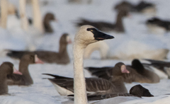 Cygnus columbianus columbianus