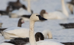 Cygnus columbianus columbianus