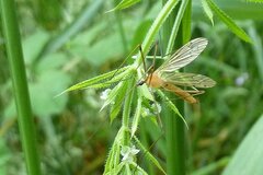 Limonia phragmitidis