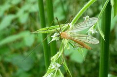 Limonia phragmitidis