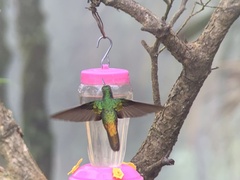 Coeligena bonapartei