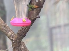 Coeligena bonapartei