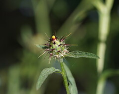 Centaurea melitensis