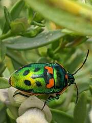 Scutiphora pedicellata