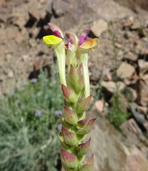 Scutellaria przewalskii