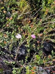 Leptospermum squarrosum