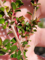 Leptospermum squarrosum