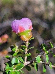 Leptospermum squarrosum
