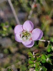 Leptospermum squarrosum