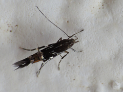 Cosmopterix pulchrimella