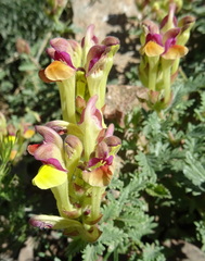 Scutellaria przewalskii