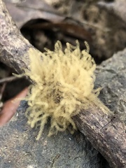 Arcyria obvelata