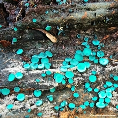 Chlorociboriaceae