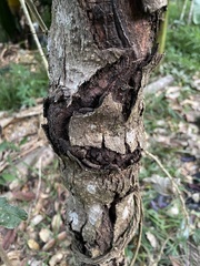 Davidsonia johnsonii