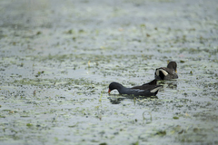Gallinula chloropus chloropus