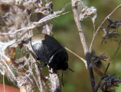Sehirus luctuosus