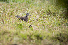 Streptopelia tranquebarica humilis