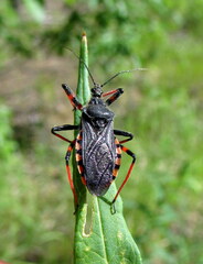 Rhynocoris annulatus