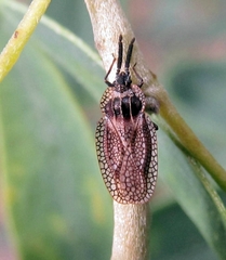 Dictyonota strichnocera