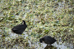 Fulica atra atra