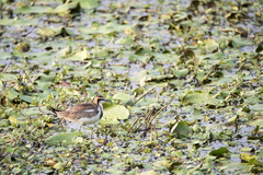 Hydrophasianus chirurgus