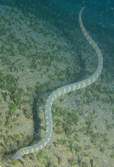 Acrochordus granulatus