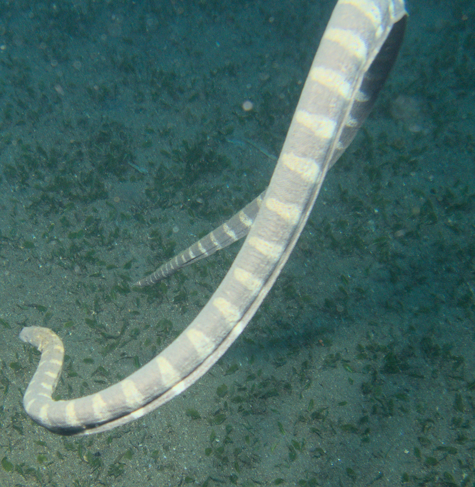 Acrochordus granulatus (Schneider, 1799)