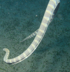 Acrochordus granulatus