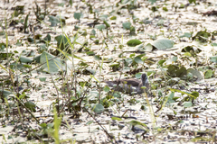 Nettapus coromandelianus